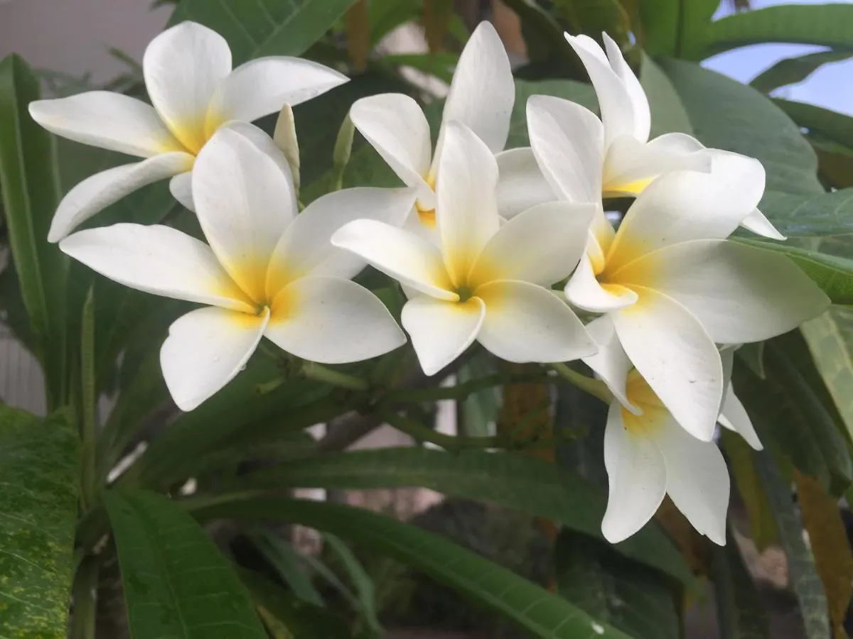 Homestay La Villa Flau Studio Azur Sainte-Luce Martinique